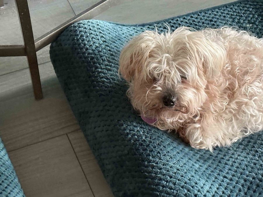 A small cream-colored shaggy dog resting her head on a teal upholstered chair, tongue just peeking out.