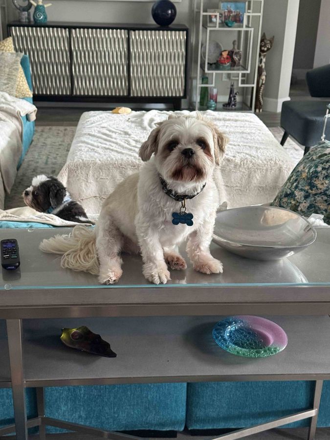A white dog with tan ears sitting upright on a glass coffee table, wearing a collar with a blue bone tag, while a second dog lounges behind him.