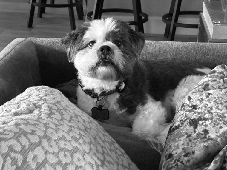 Photo of the real Dash, a black-and-white dog, looking straight at the camera.