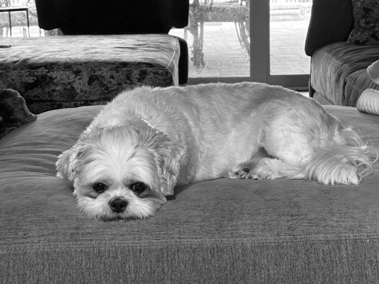 Photo of the real Sully, a cream-colored dog, sitting outdoors.